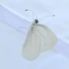 Margined White thumbnail 2