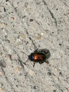 Gold-winged Leaf Beetle thumbnail 3