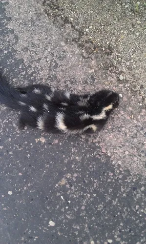 Plains Spotted Skunk