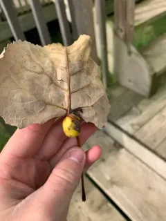 Cherubic Poplar Petiole-gall Aphid thumbnail 2