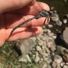 Canada Darner thumbnail 2