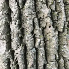 Emerald Ash Borer thumbnail 4