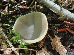 Yellowing cup thumbnail 2
