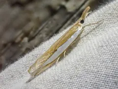 Crambus cypridalis thumbnail 3