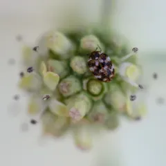 Varied Carpet Beetle thumbnail 3