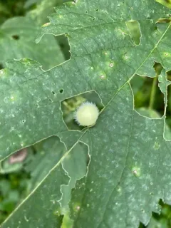 Dasineura pilosa thumbnail 4