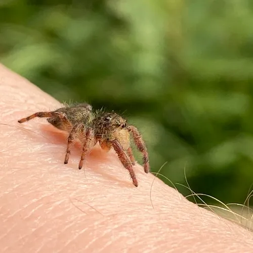 Grayish Jumping Spider
