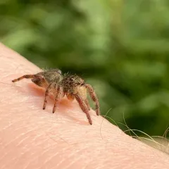 Grayish Jumping Spider thumbnail 1