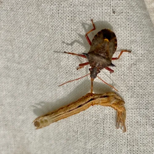 Spiny Shield Bug