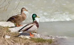 Mallard thumbnail 1