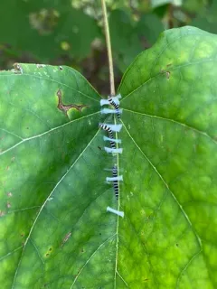 Redbud Leaffolder Moth thumbnail 1