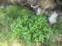 New Zealand Spinach thumbnail 4