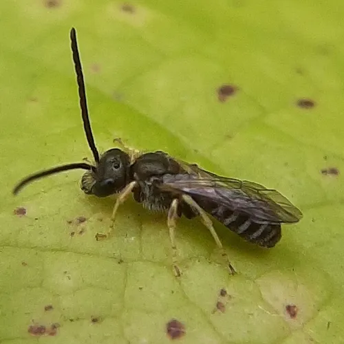 Confusing Furrow Bee