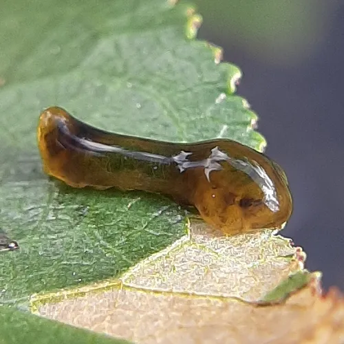 Cherry Slug Sawfly