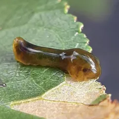 Cherry Slug Sawfly thumbnail 1