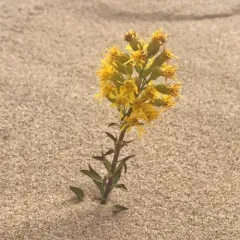 Dune Goldenrod thumbnail 2