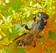Larropsis distincta thumbnail 2