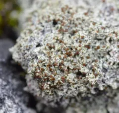 Yellow-spored Firedot Lichen thumbnail 2