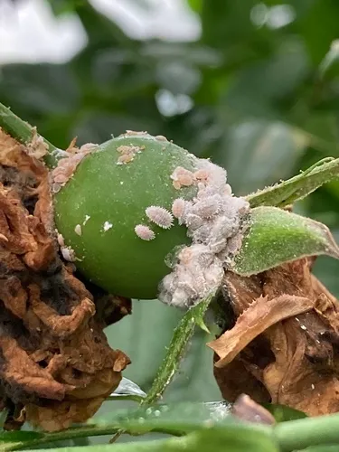Citrus Mealybug