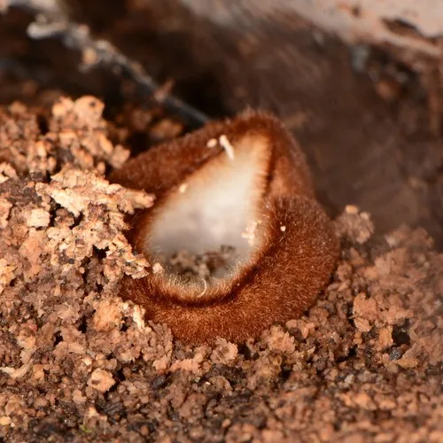 Brown-haired White Cup