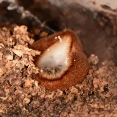 Brown-haired White Cup thumbnail 1
