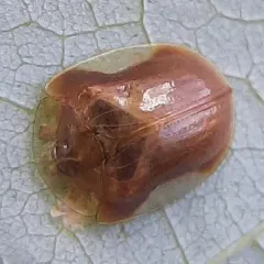 Small Orange Tortoise Beetle thumbnail 2