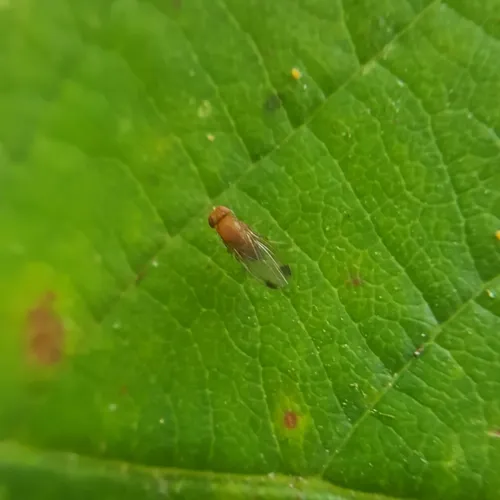 Spotted-winged Drosophila