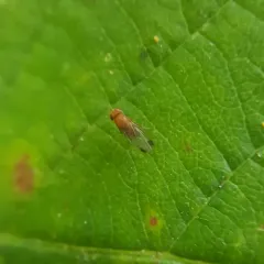 Spotted-winged Drosophila thumbnail 1