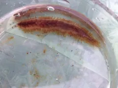 Hermadionella truncata thumbnail 4