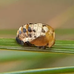 Painted Lady Beetle thumbnail 1