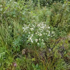 shining aster thumbnail 2