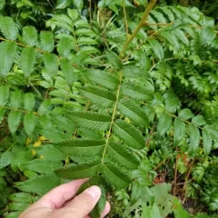 Sorbaria thumbnail 3