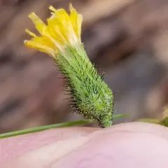rough hawkweed thumbnail 2