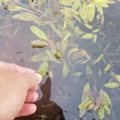 ribbon-leaved pondweed thumbnail 3
