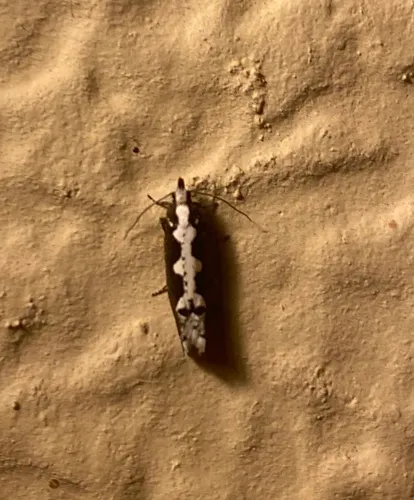 Epinotia albicapitana