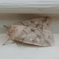 Aspen Twoleaf Tier Moth thumbnail 3
