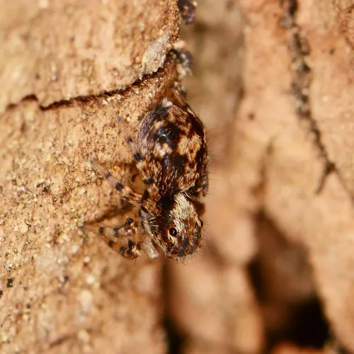 flea jumping spider
