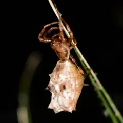 Spined Micrathena thumbnail 2