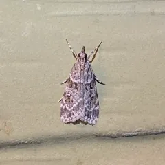 Double-striped Scoparia Moth thumbnail 4