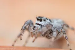 Pelegrina helenae thumbnail 3