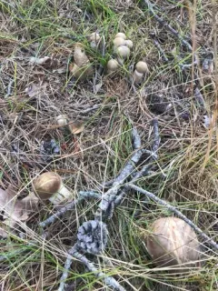 Retiboletus vinaceipes thumbnail 1