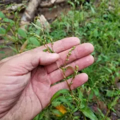 waterpepper thumbnail 2