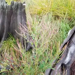 cinnamon willowherb thumbnail 2