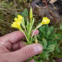 northern evening-primrose thumbnail 2
