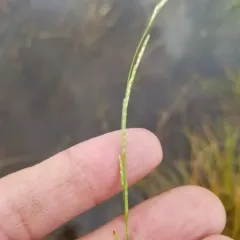 boreal manna grass thumbnail 4