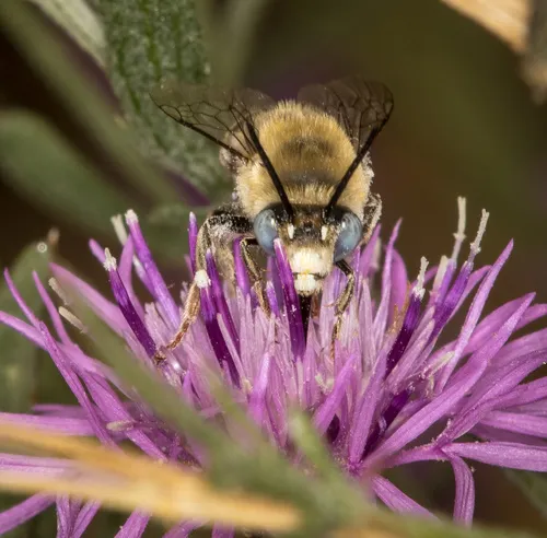 Urbane Digger Bee