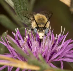 Urbane Digger Bee thumbnail 1