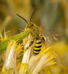 Wide-legged Sweat Bee thumbnail 4