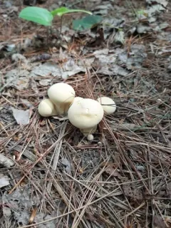 Lycoperdon flavotinctum thumbnail 2