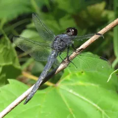 Slaty Skimmer thumbnail 4